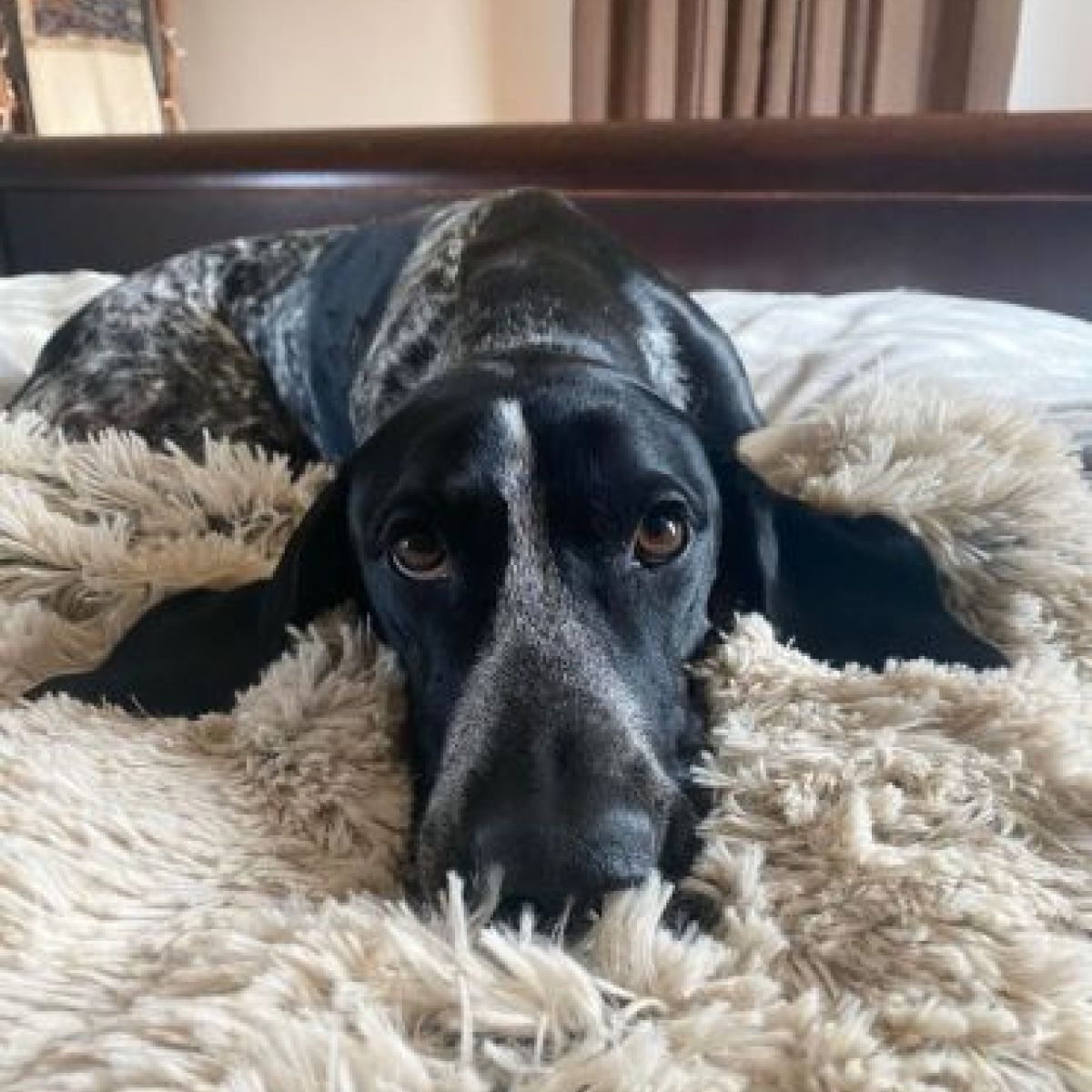 A frosted gray waterproof throw blanket for dogs with a plush texture, laid flat.