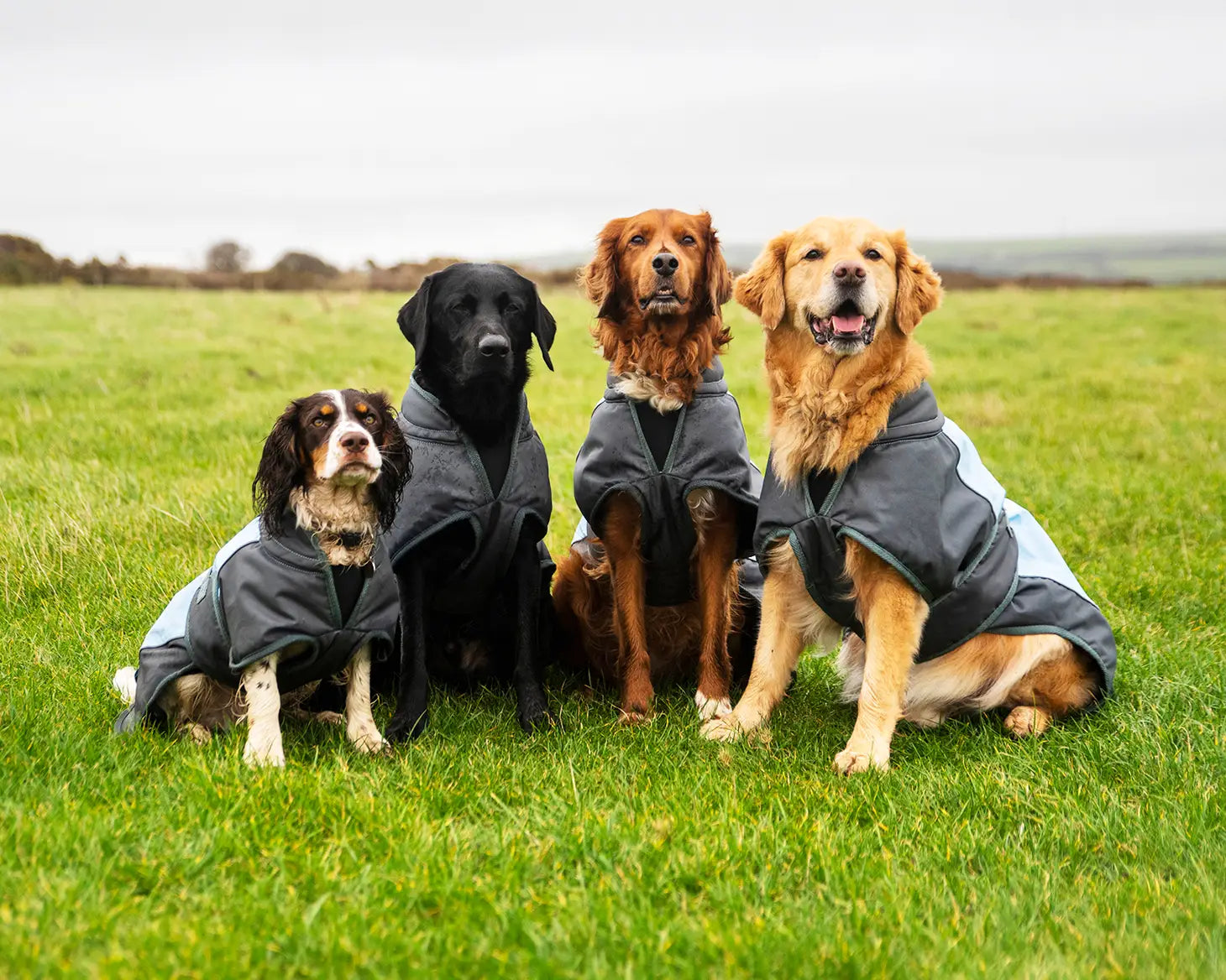 Field coat for dogs best sale