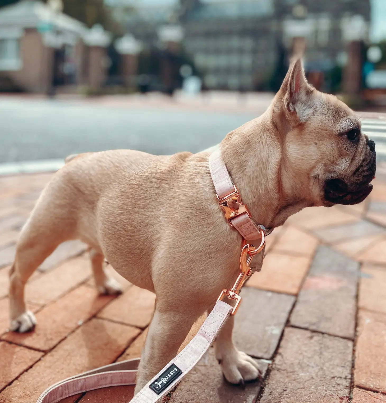 Neutral sales dog collar