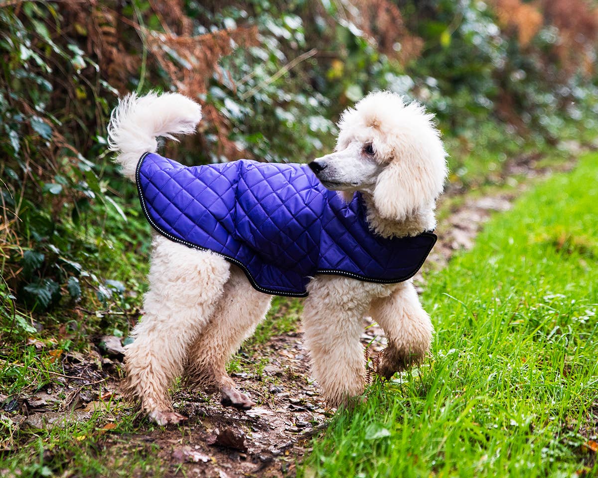 Henry Wag Quilted Dog Jacket: Purple