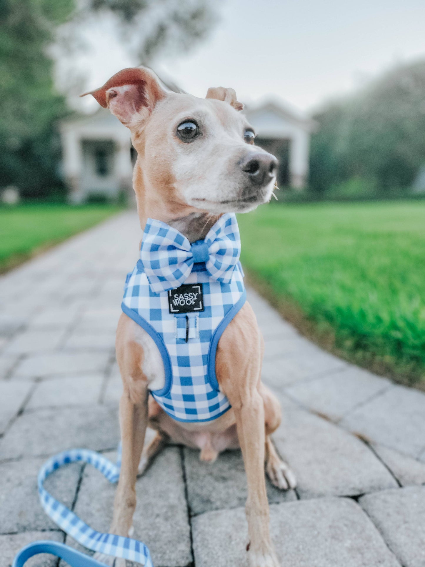 Dog Adjustable Harness - Wizard of Paws