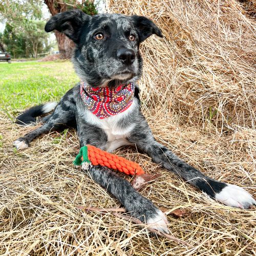 Country Tails Carrot Rope Toy