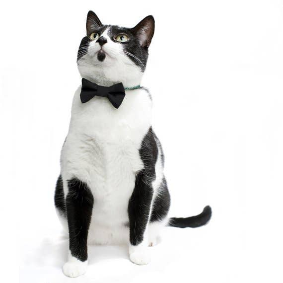 The Back to Business - Cat / Dog Bow Tie