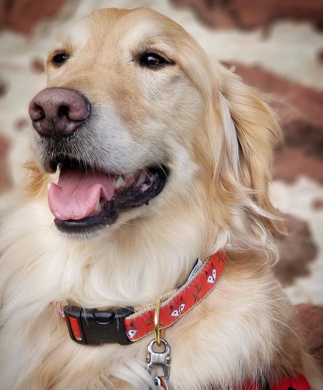 Foxy Fall Dog Collar