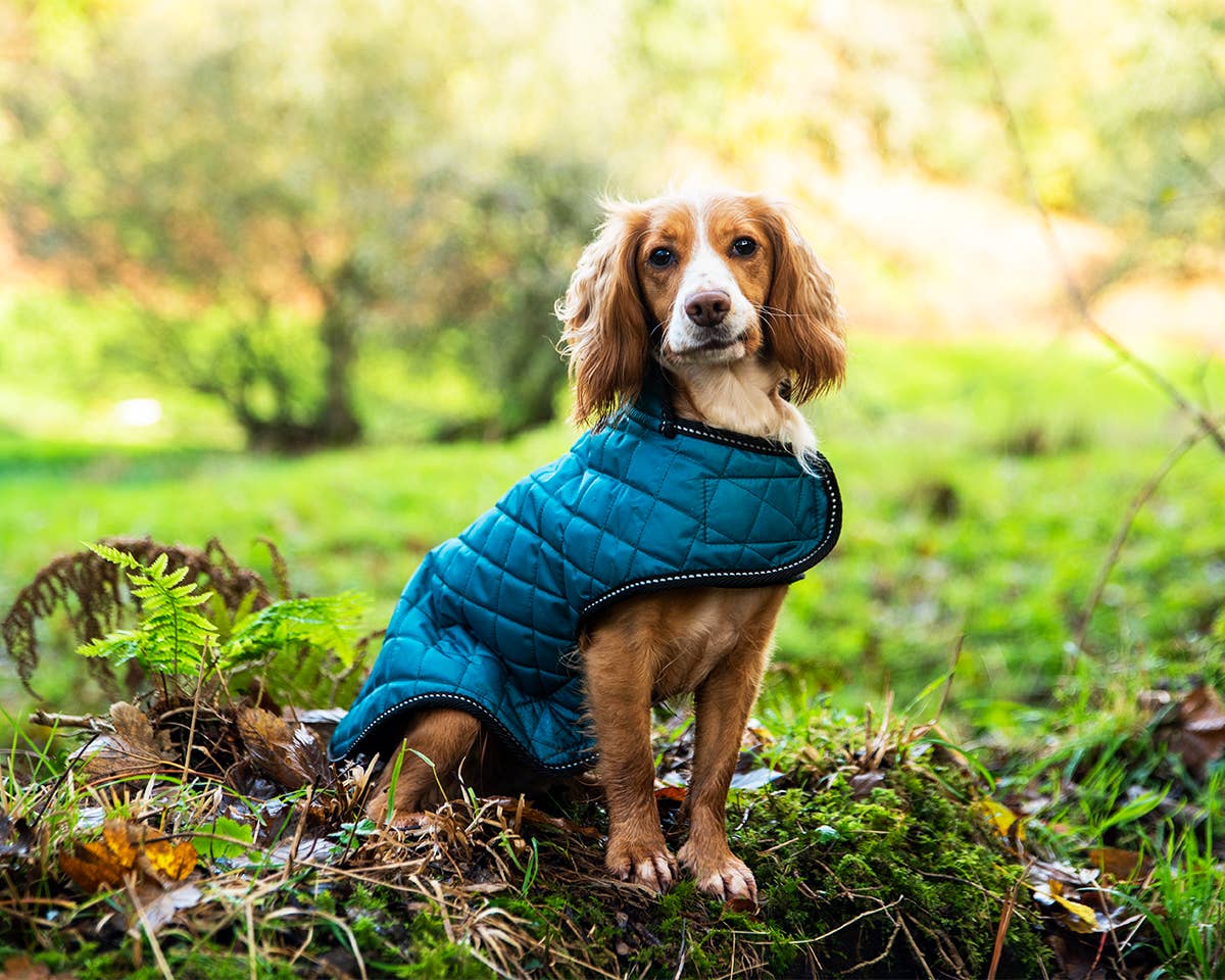Henry Wag Quilted Dog Jacket: Purple