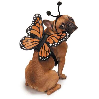 Butterfly Dog Halloween Costume