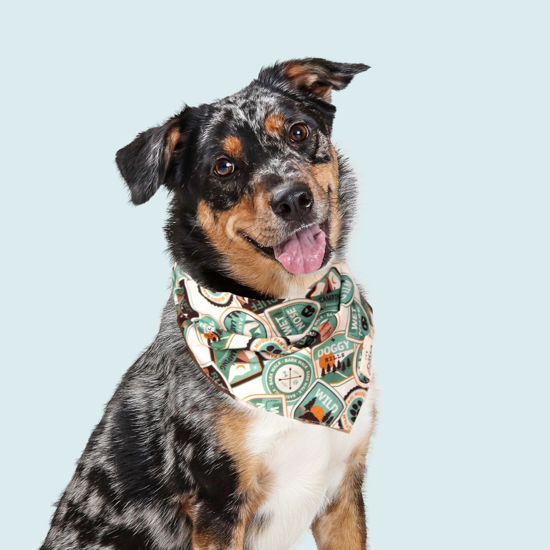 Adventure Dog Bandana