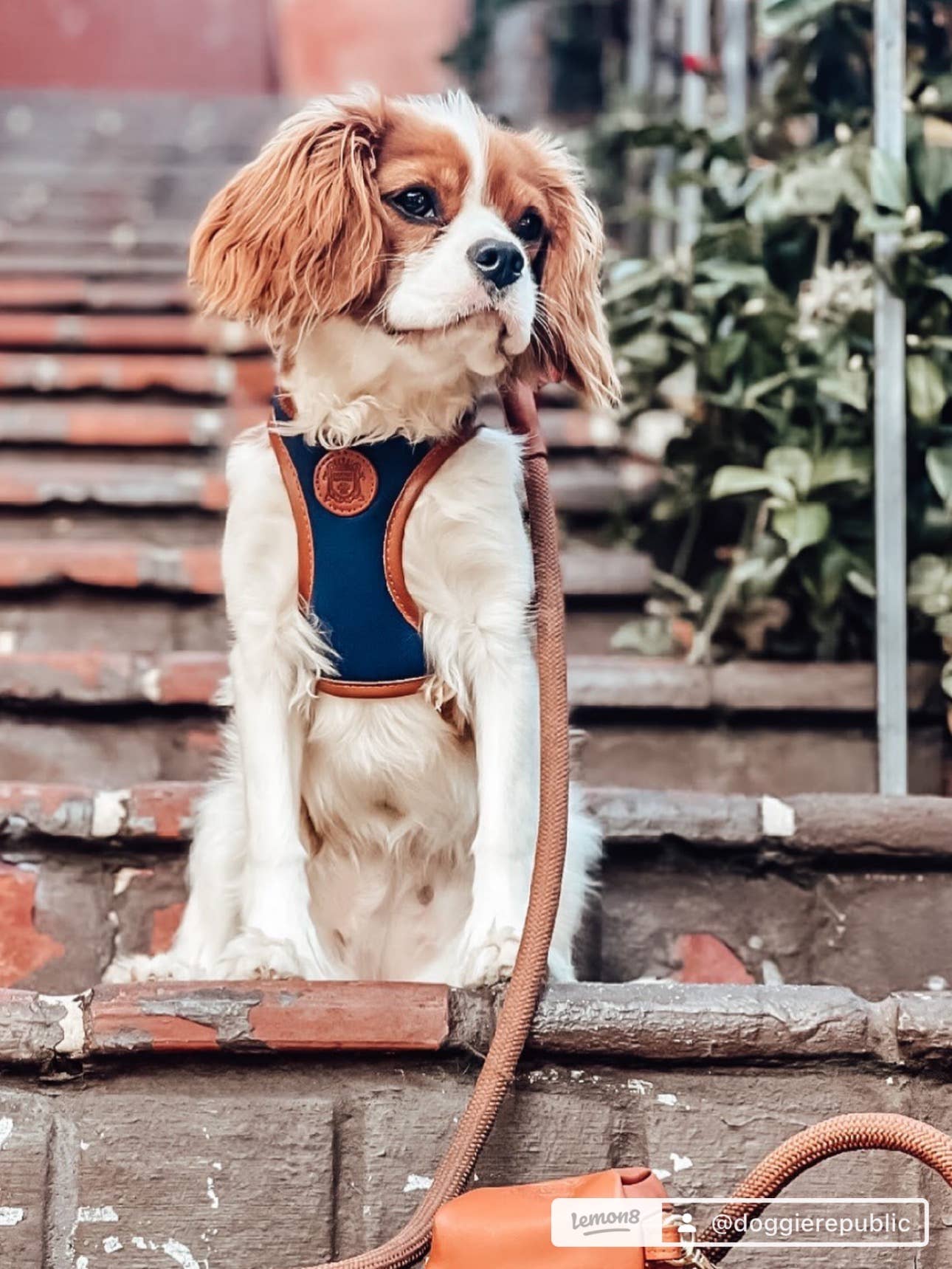 The Classic Leash - Saddle