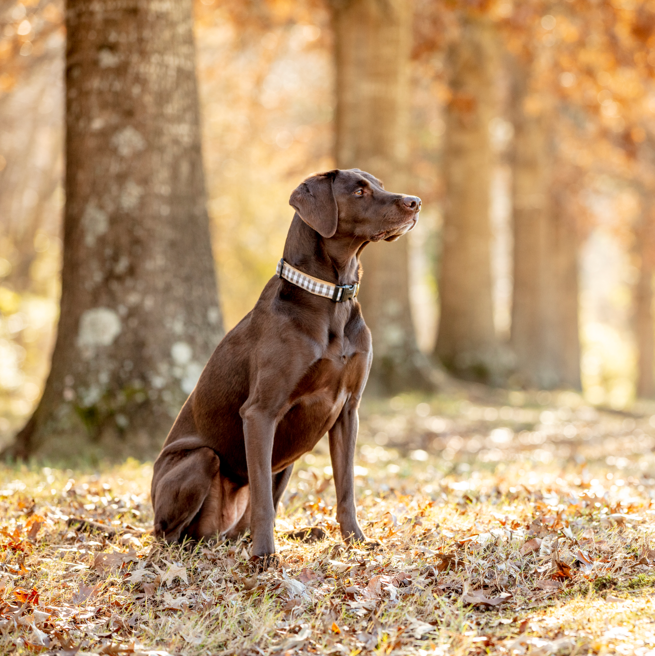 Gray Buffalo Check Fall Dog Collar