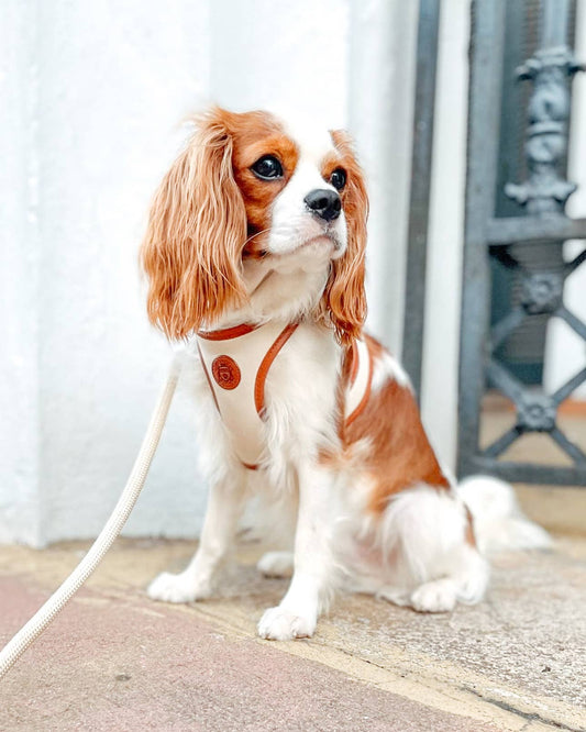 The Classic Leash - Coconut