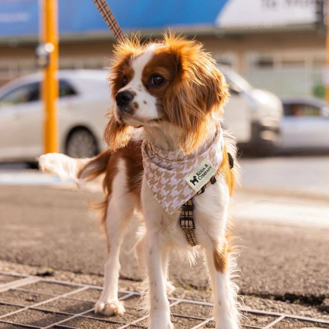 Dune Dog Bandana