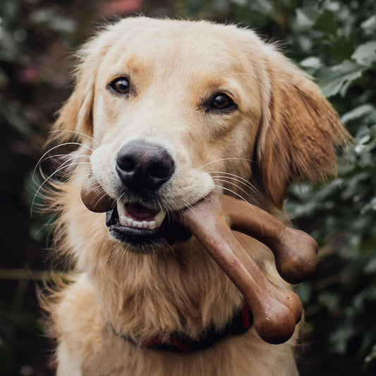 Benebone Wishbone (Chicken)