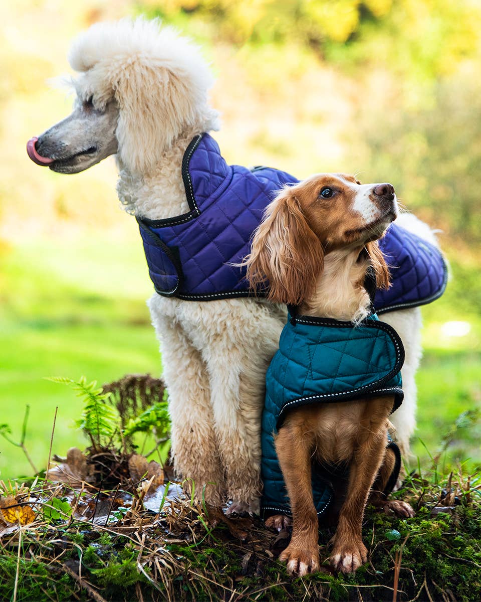 Henry Wag Quilted Dog Jacket: Teal / Large