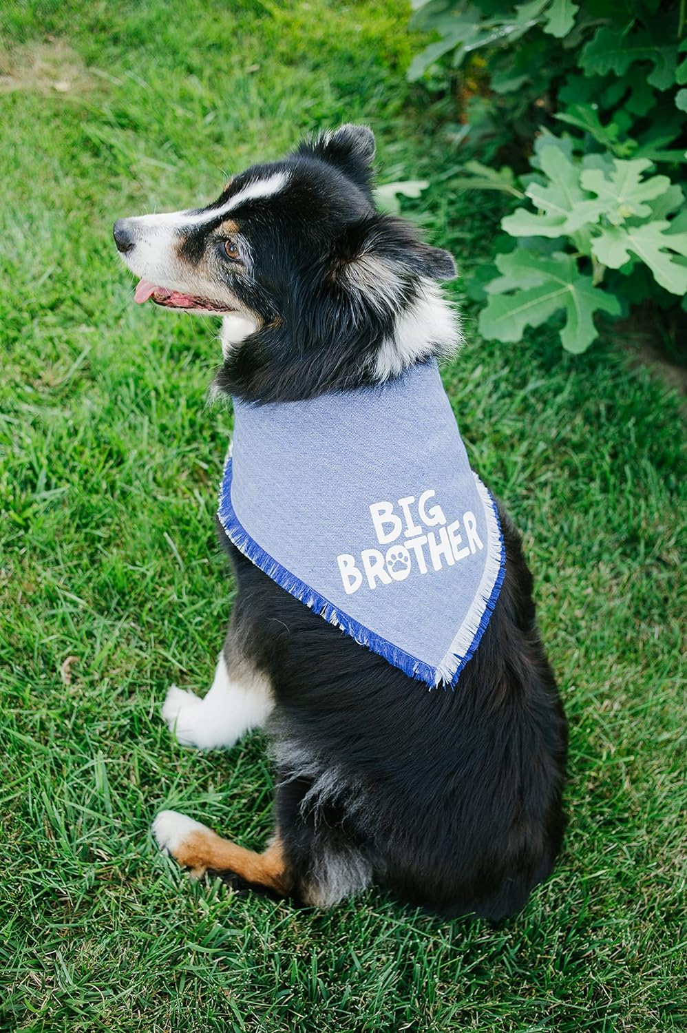 Big Brother Dog Bandana