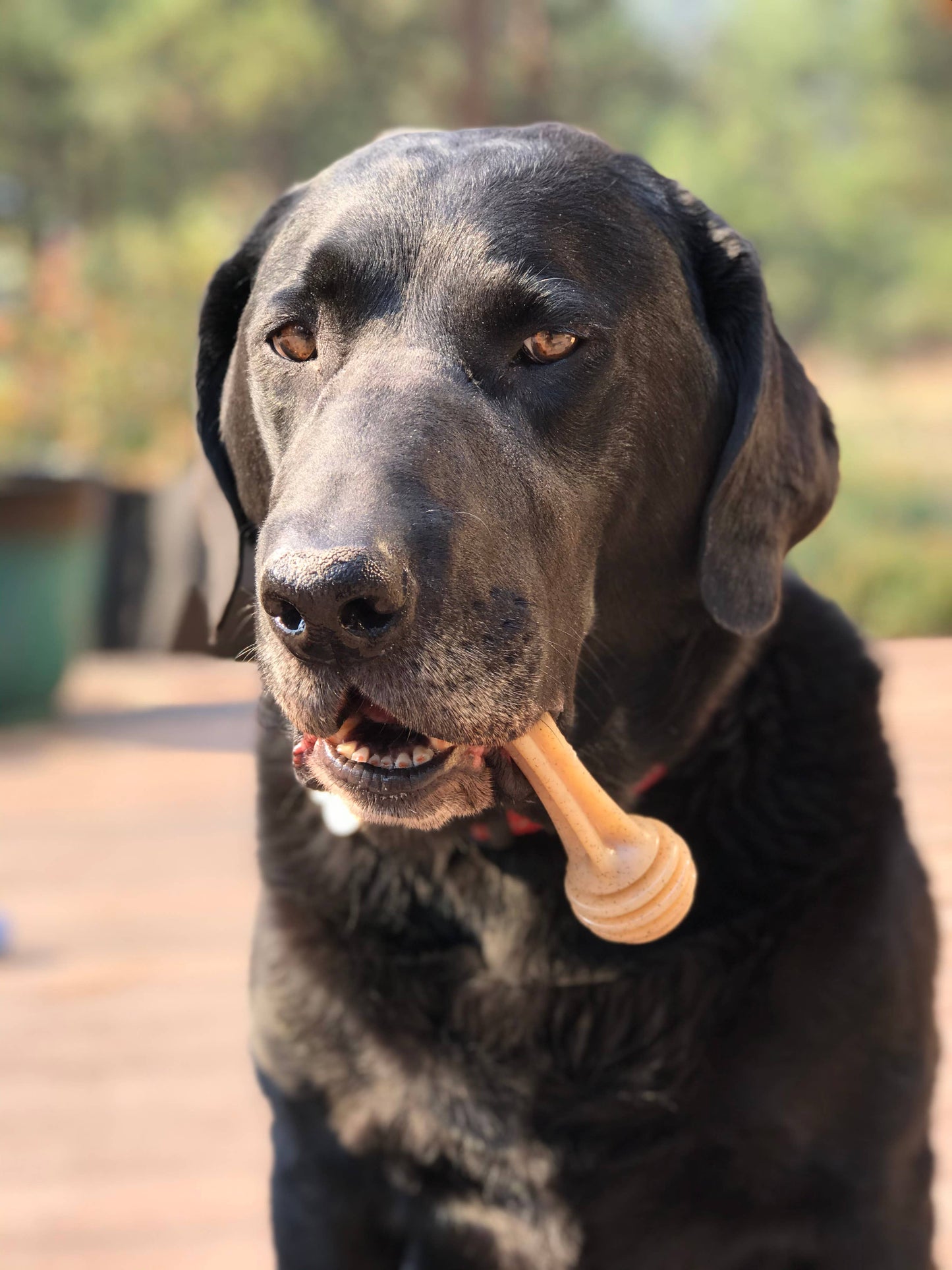 Honey Bone Nylon Chew Bone for Dogs: Large