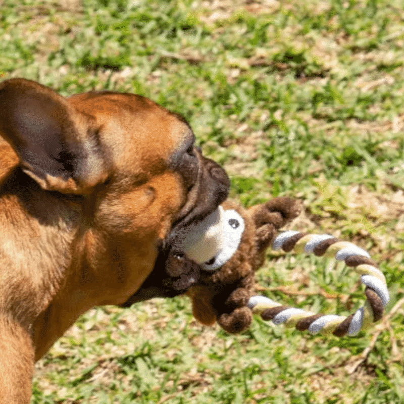 KONG® Tugger Knots Moose Dog Toy – a plush, brown moose with knotted rope limbs, a stitched face, and antlers. Designed for tugging, shaking, and interactive play, this toy features a squeaker for added fun.