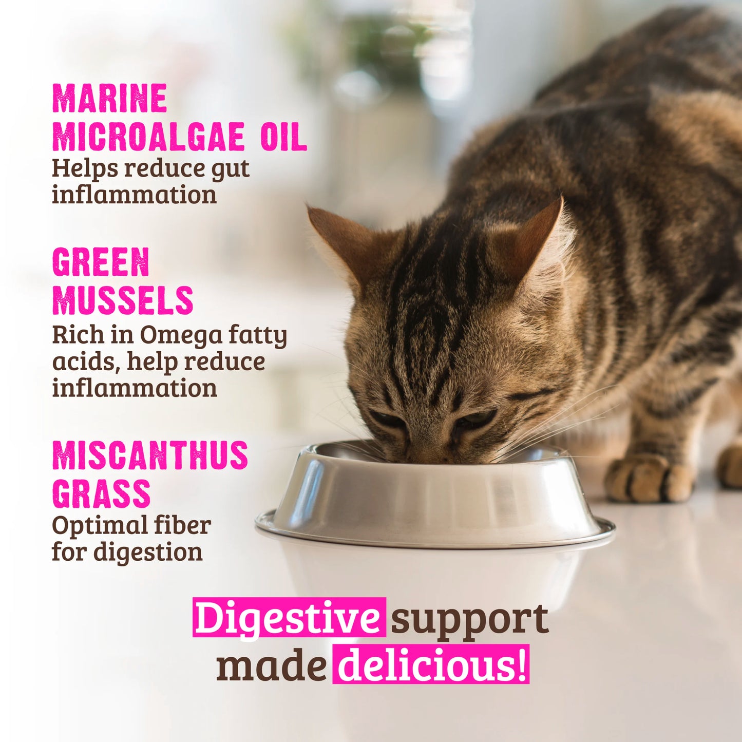 Cat drinking from a bowl with text about digestive support ingredients on a white background