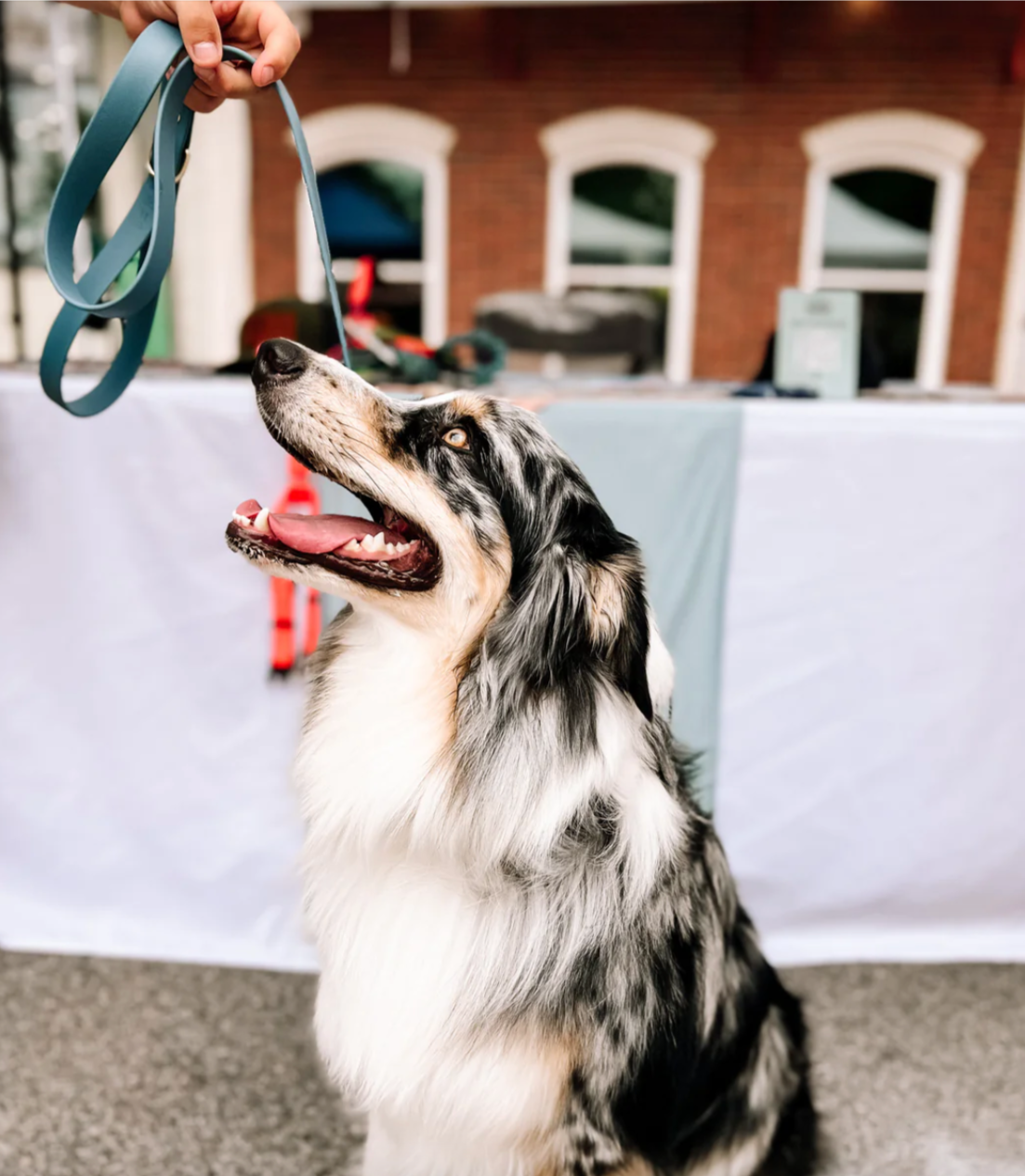 Slate Leash