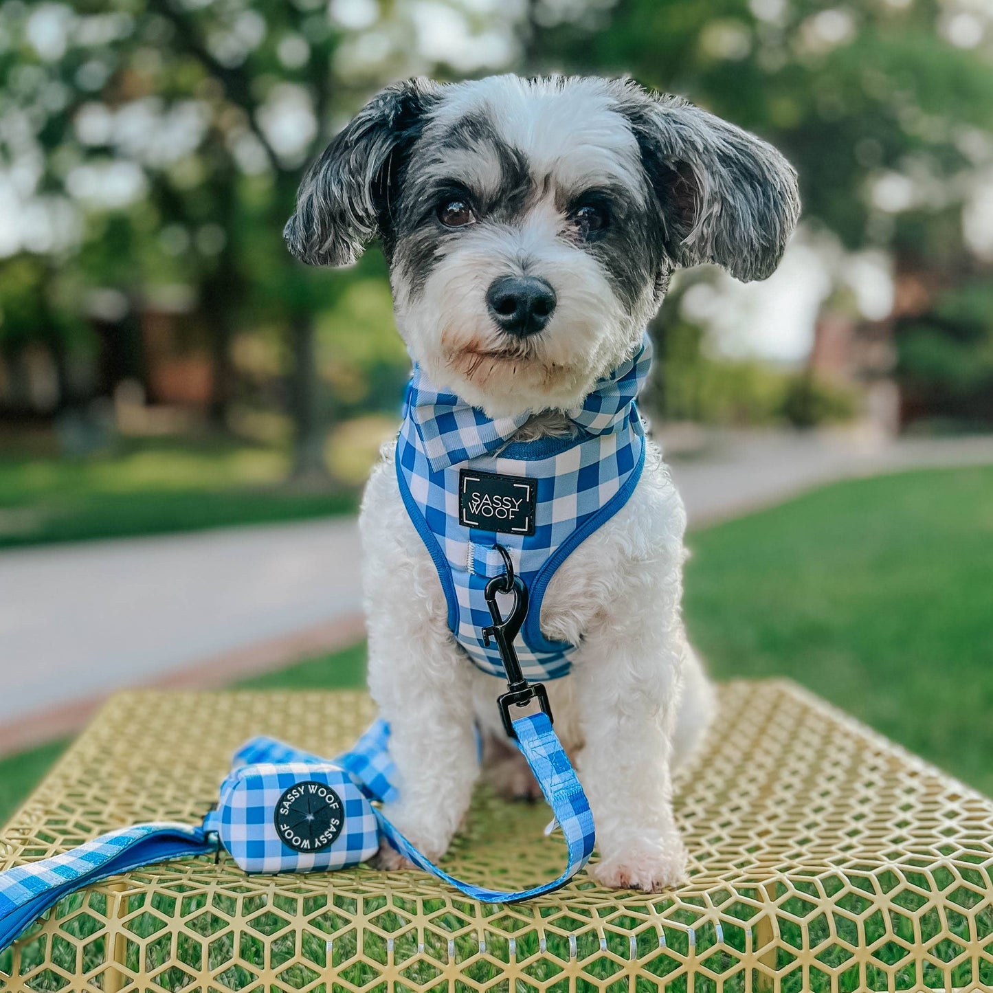 Dog Adjustable Harness - Wizard of Paws