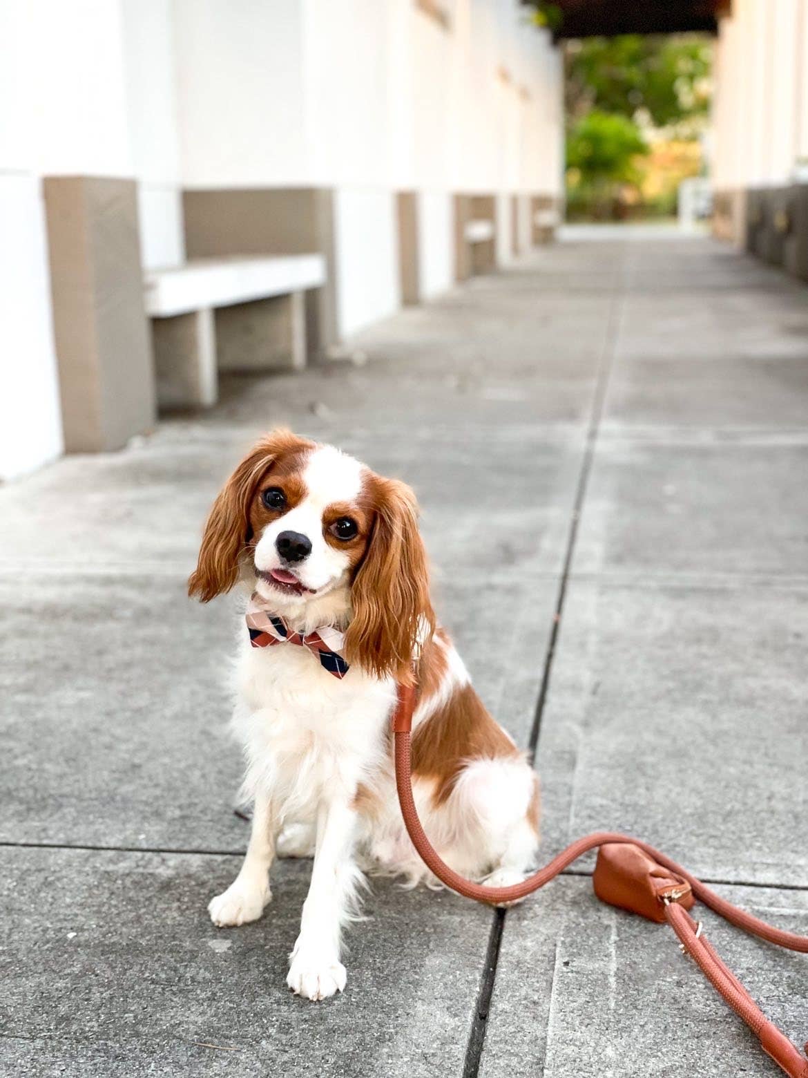 The Doggie Bow Tie - Brooklyn