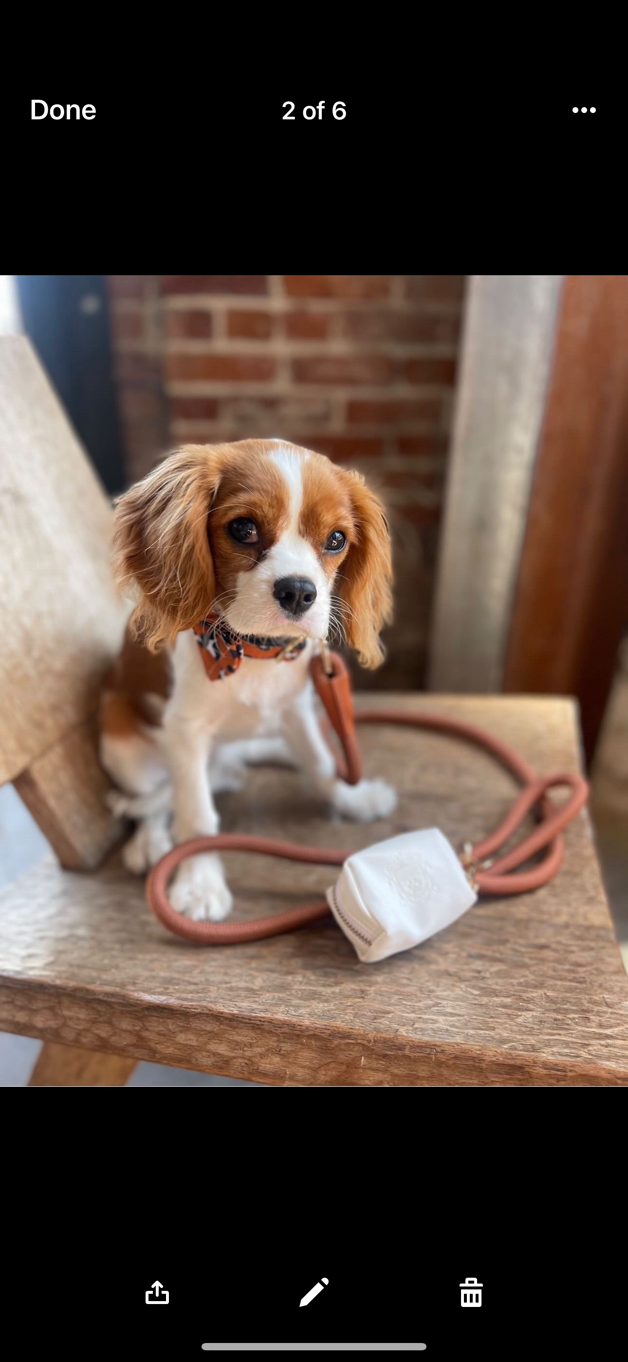 The Classic Leash - Saddle