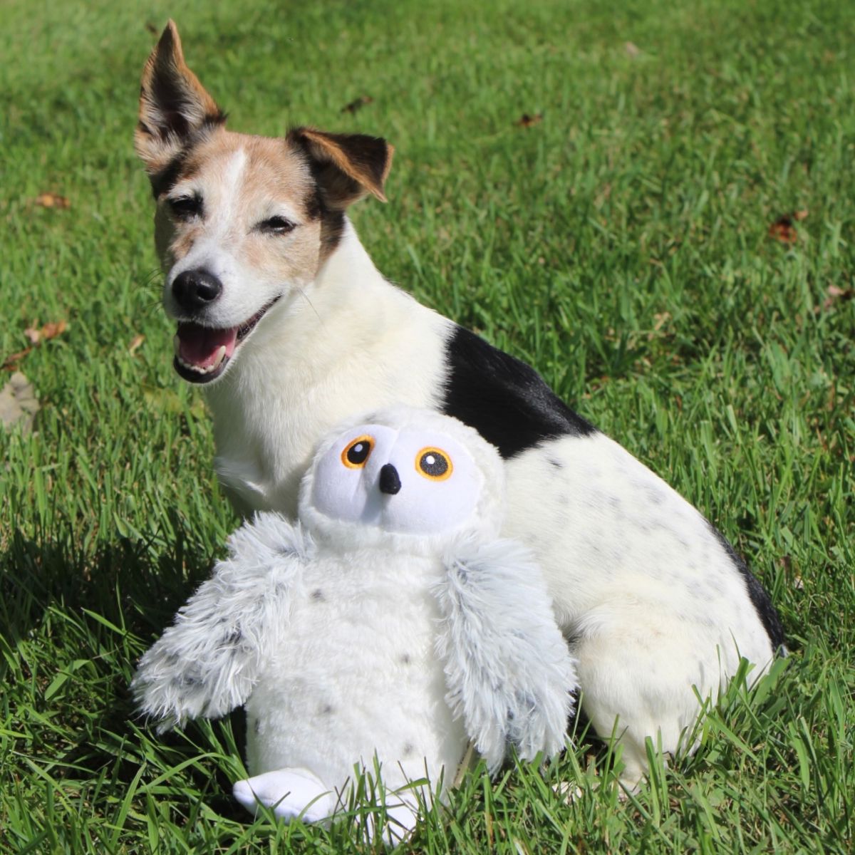 Animated Snow Owl