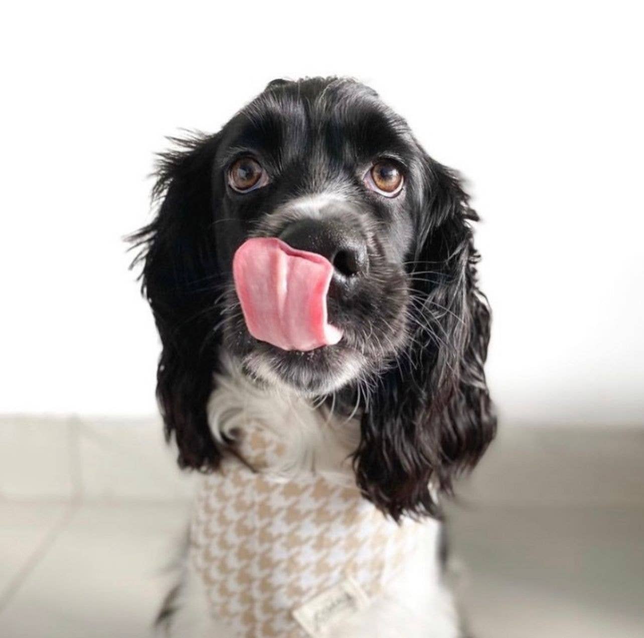 Dune Dog Bandana