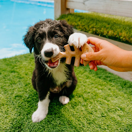 Benebone Fishbone Puppy-Two Pack