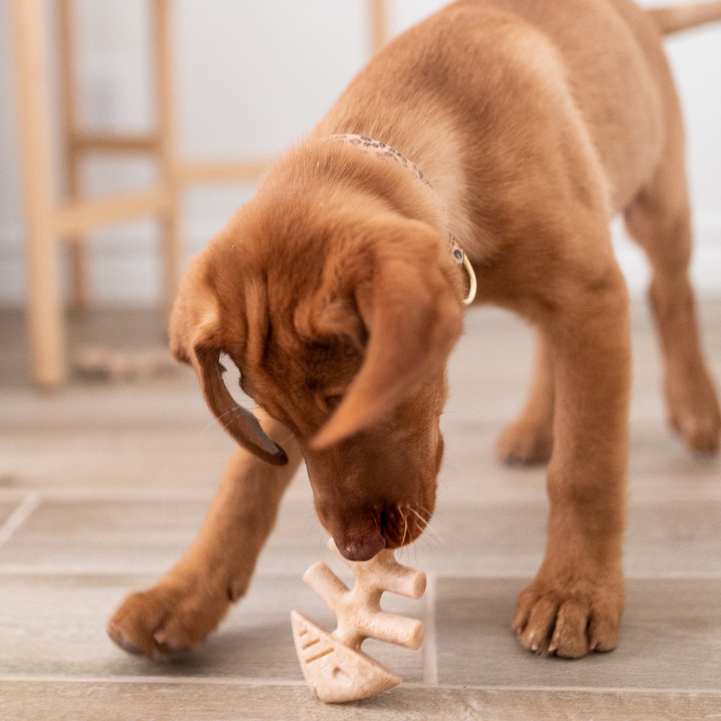 Benebone Fishbone Puppy 2-Pack Toy - Durable Chew Toys for Puppies, Safe & Tasty Flavor for Teething and Dental Health