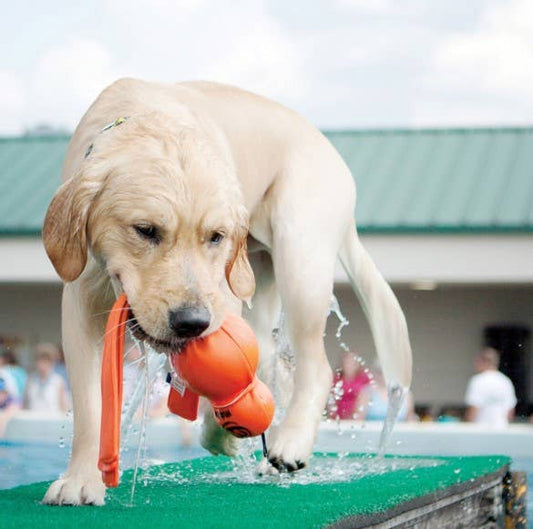 Dog running with an orange ball in a pool