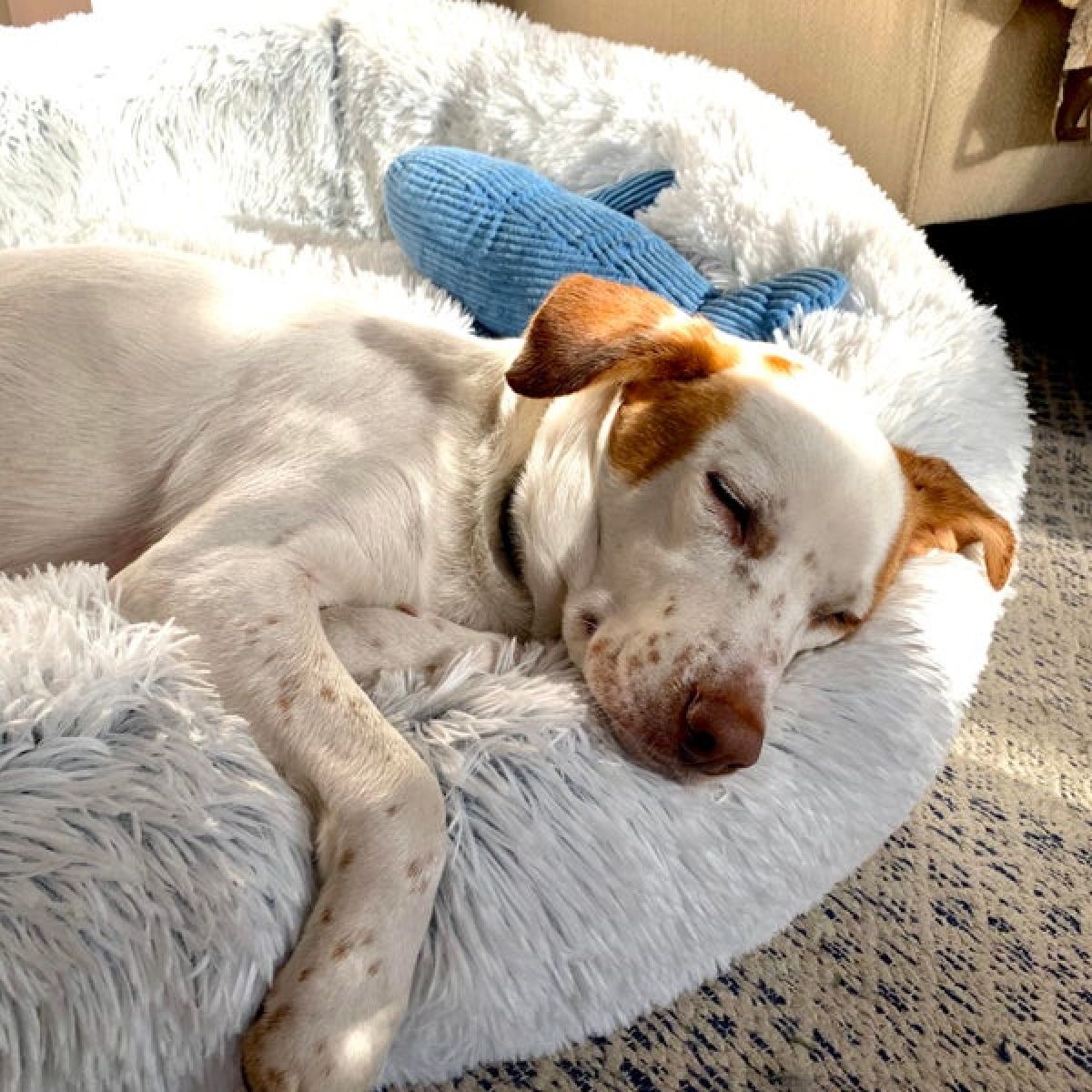 Cuddle Donut Bed - Frosted Gray