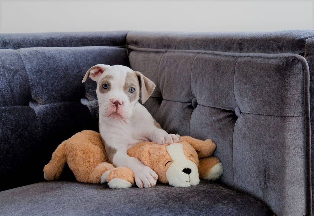 Calmeroos Puppy - Brown and Cream