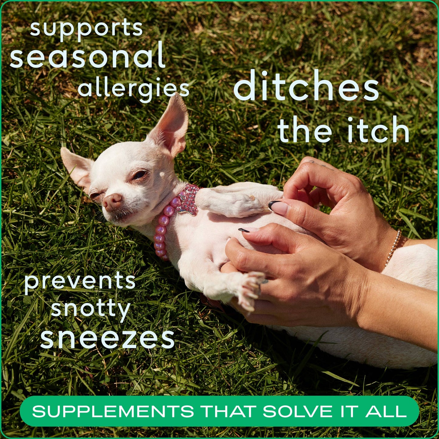 Allergy & Immune Chews, an Allergy & Itch Relief Supplement