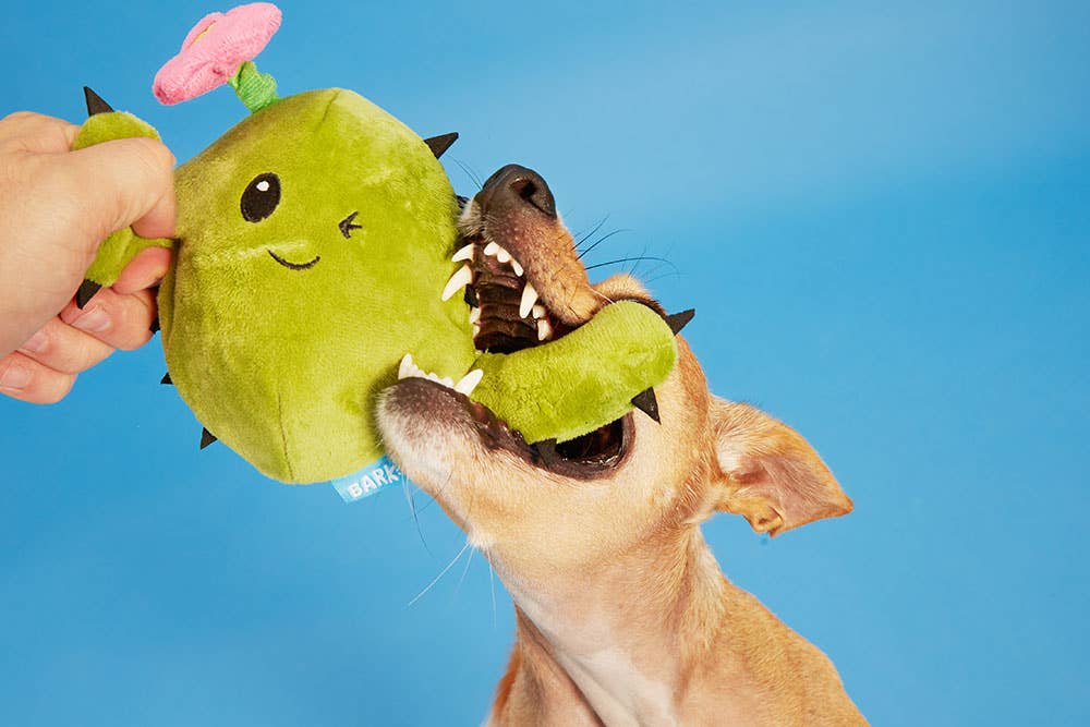 BARK Consuela the Cactus – Koda Company