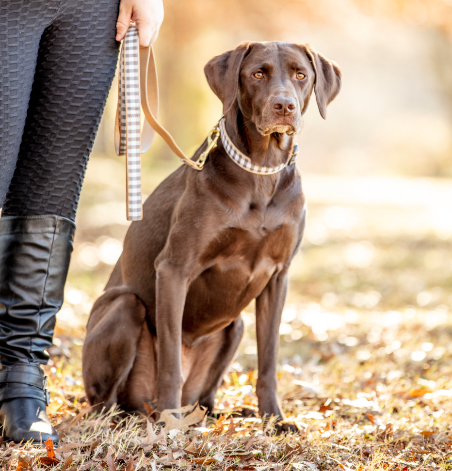 Gray Buffalo Check Fall Dog Lead