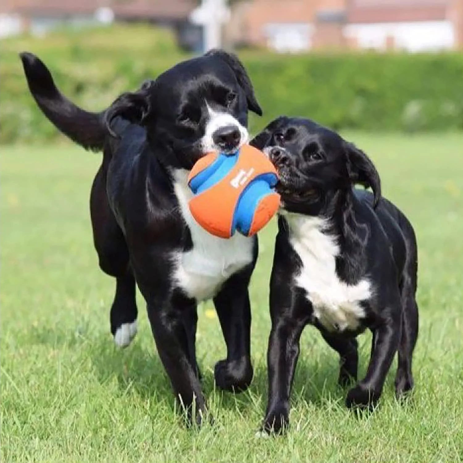 ChuckIt Kick Fetch Ball