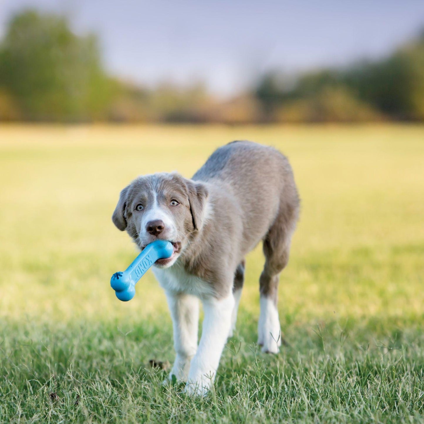 Kong Puppy Goodie Bone-Small