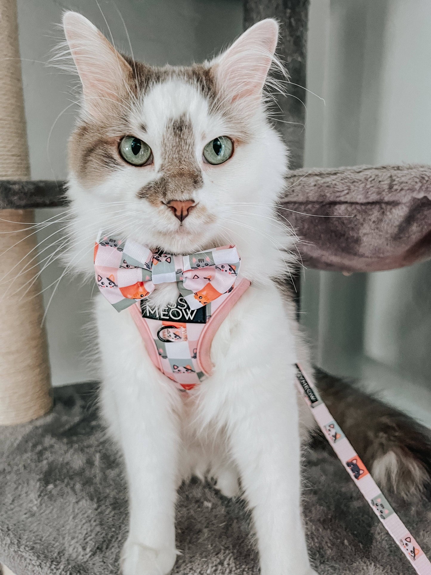 Cat Collar -Smitten Kitten