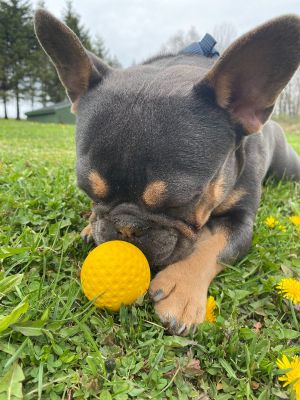 Yellow Goat Ball -2" (Small 2 Pack)