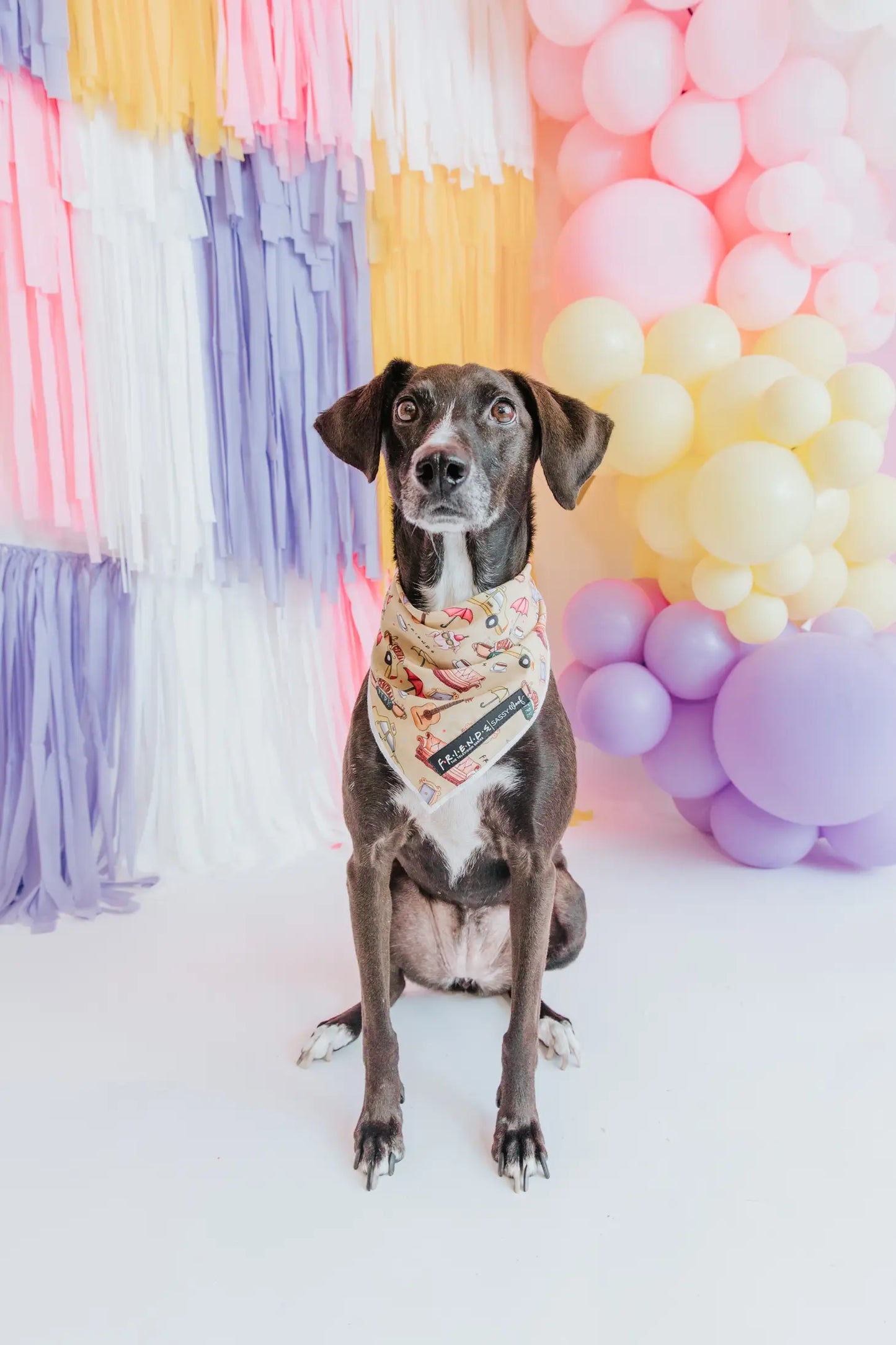 Dog Bandana - Friends (Yellow)