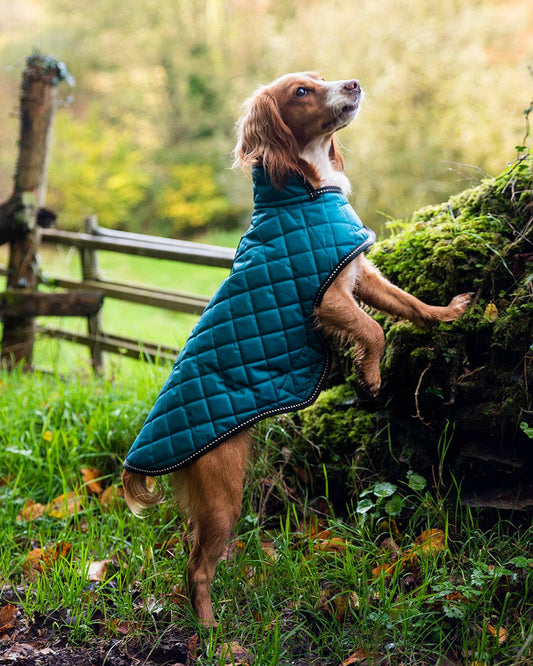 Henry Wag Quilted Dog Jacket: Teal / Large
