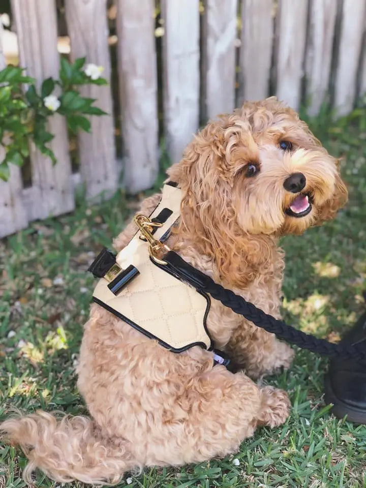 The 'Coco' Dog Harness (Bow)