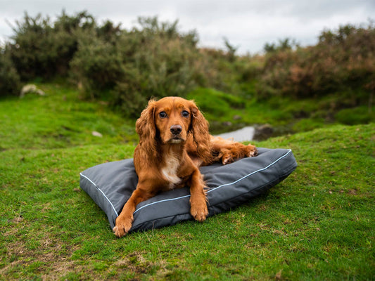 Henry Wag Brecon Adventure Bed