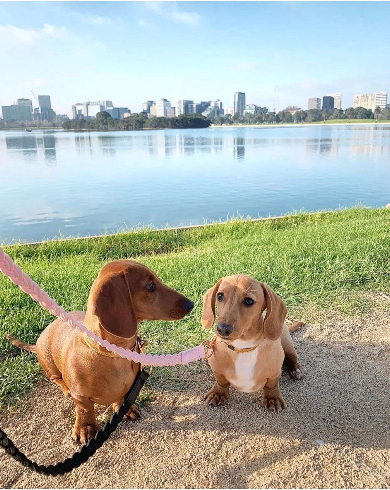 Dog Lead Baby Pink Plaited