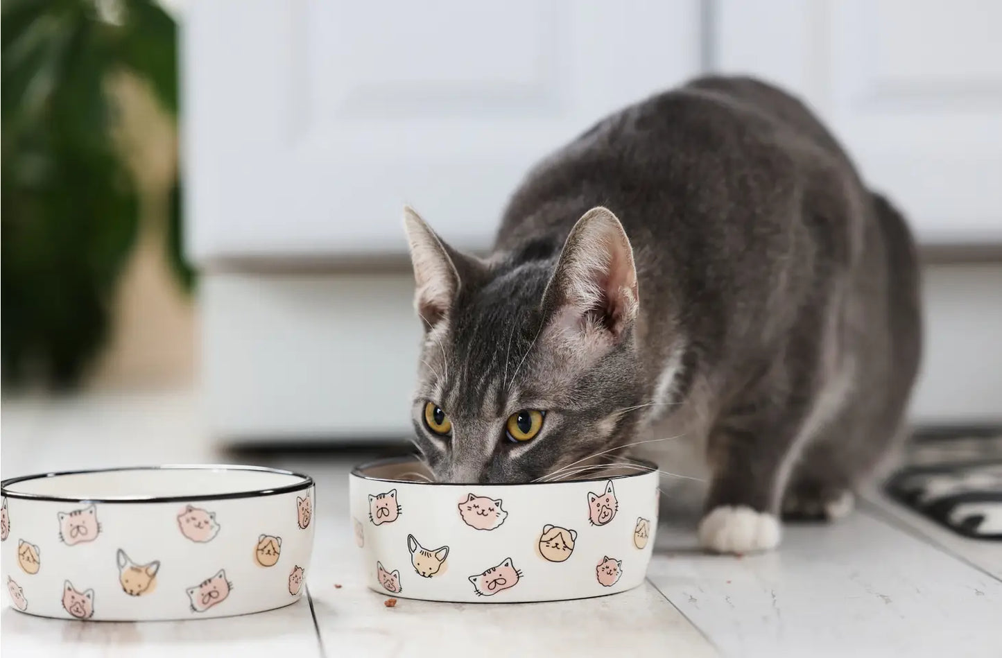 Cat Faces Pet Water or Food Bowl, Blush